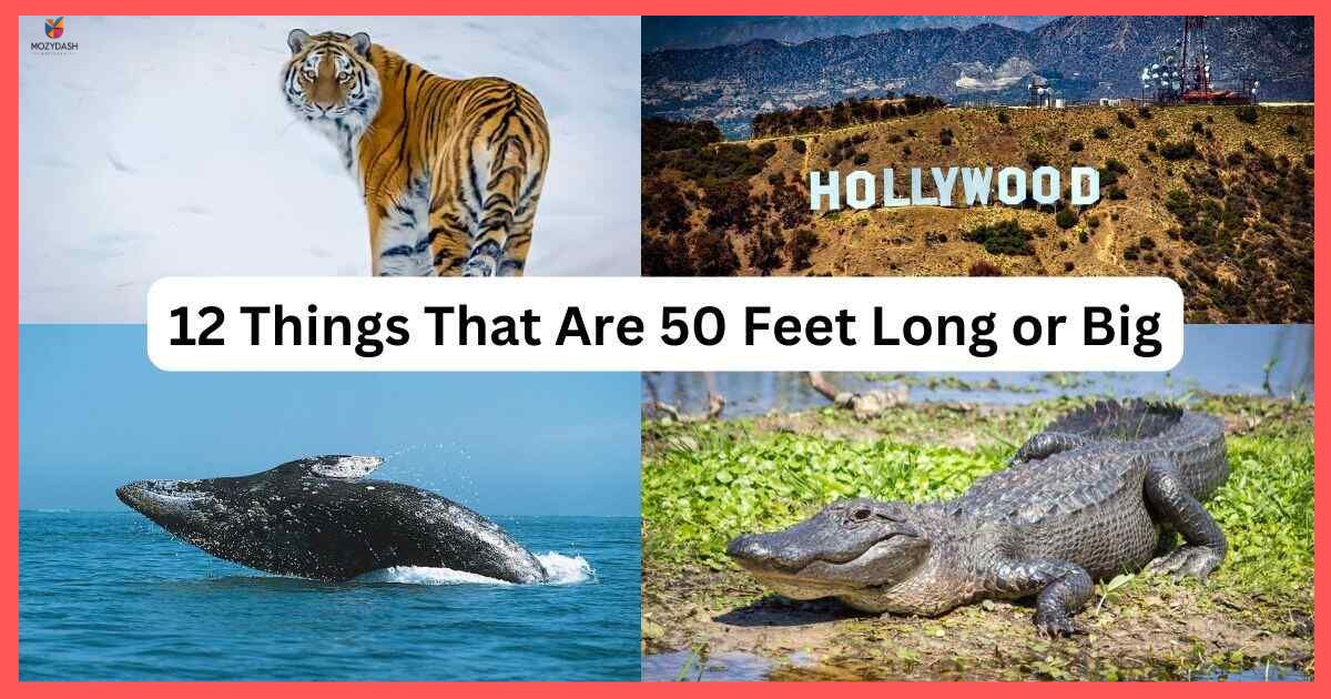 12 Things That Are 50 Feet Long or Big