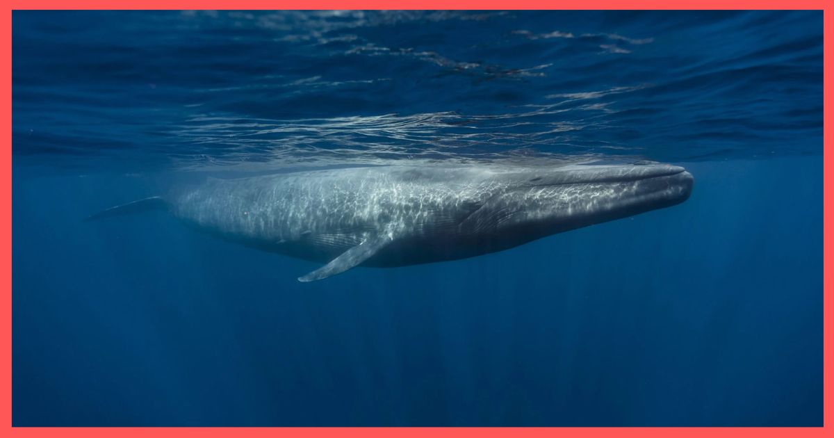 Blue Whale