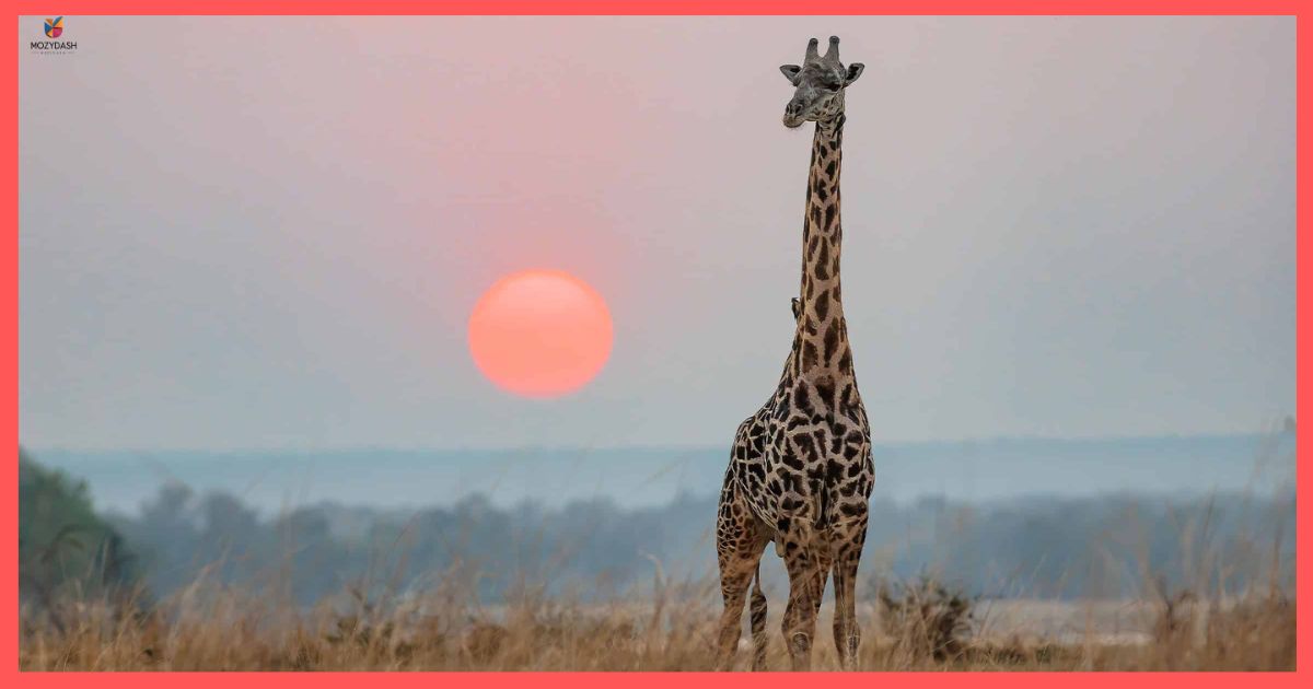 Giant Giraffe Neck