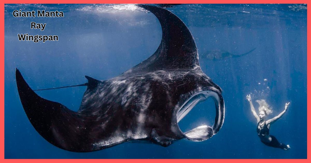 Giant Manta Ray Wingspan
