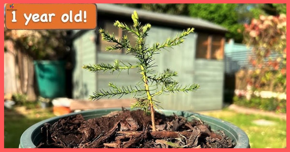 Giant Sequoia Seedling