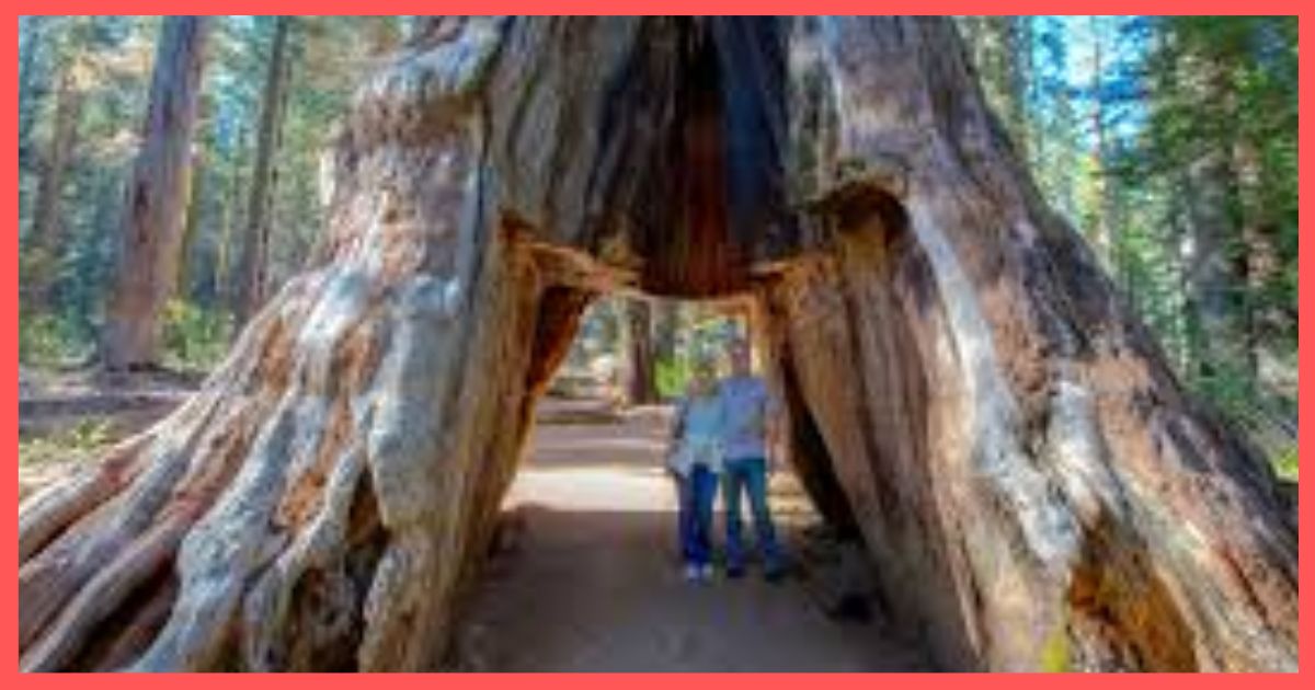Giant Sequoia Tree