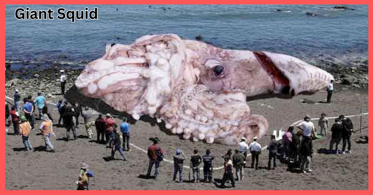 Giant Squid