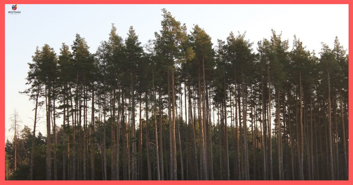 Large Tree (e.g., Oak or Pine)