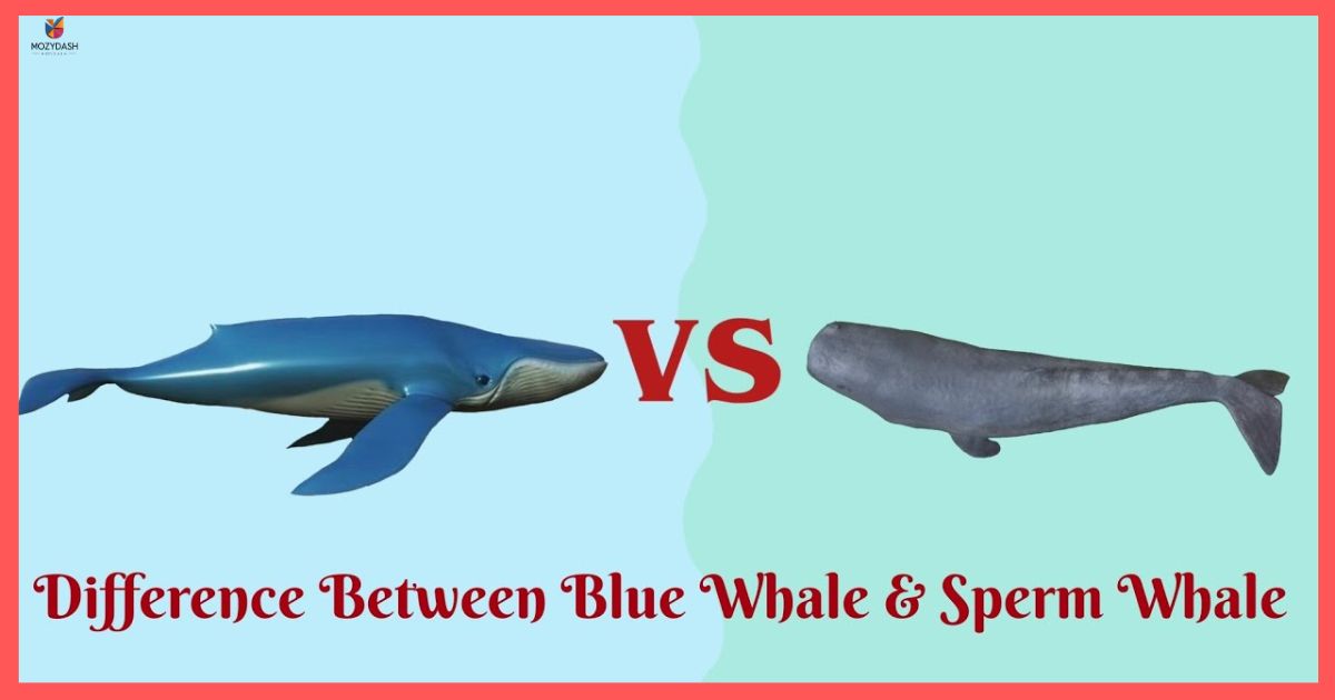 Large Whale, Like the Sperm Whale