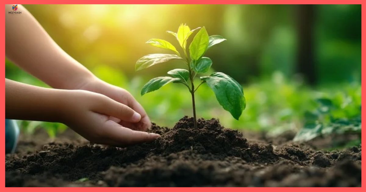 Small Tree Sapling