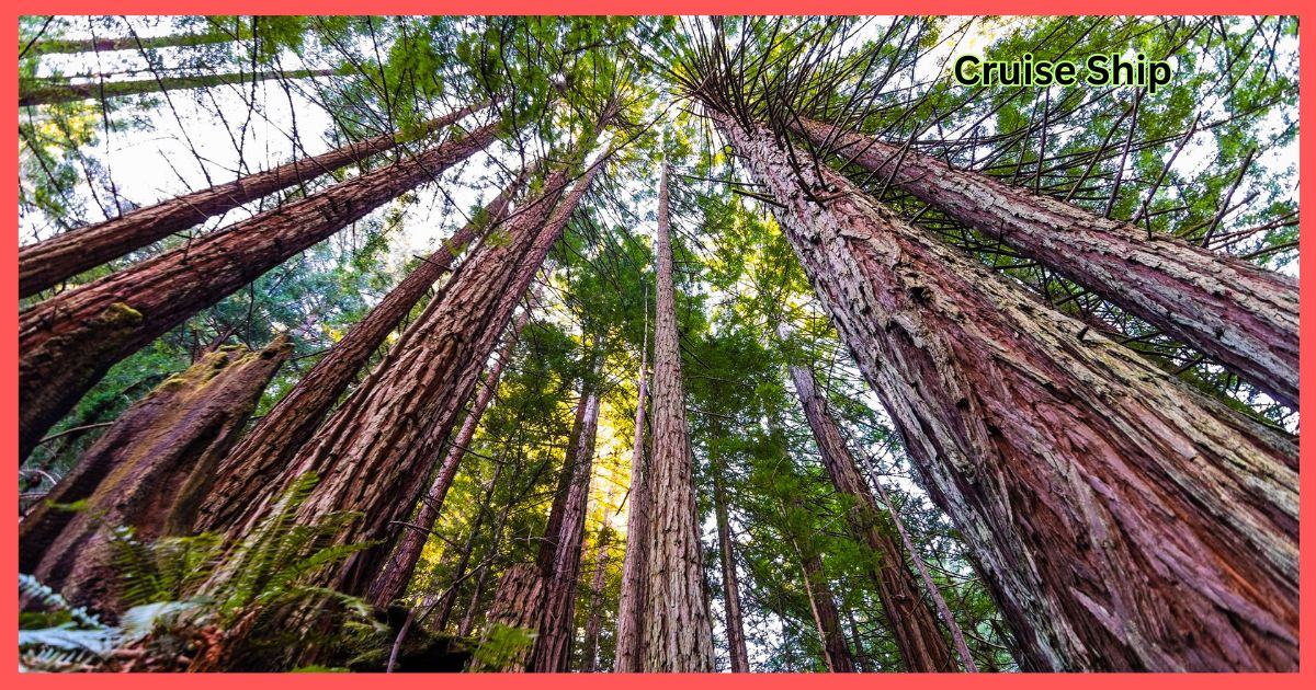 Tall Redwood Tree