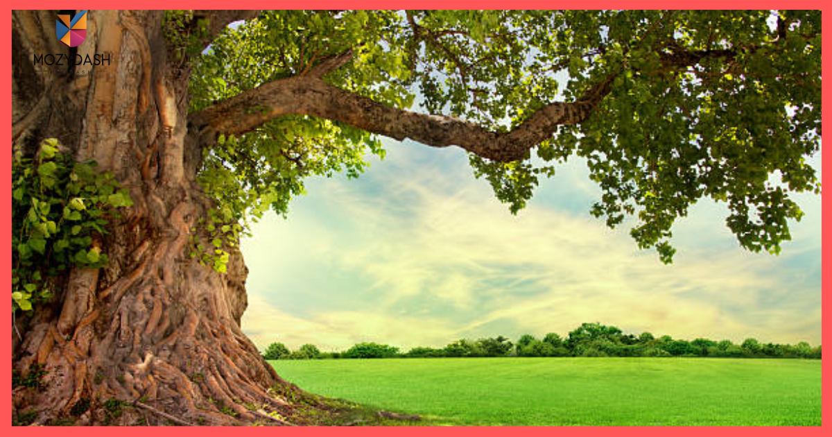 Tree Branch