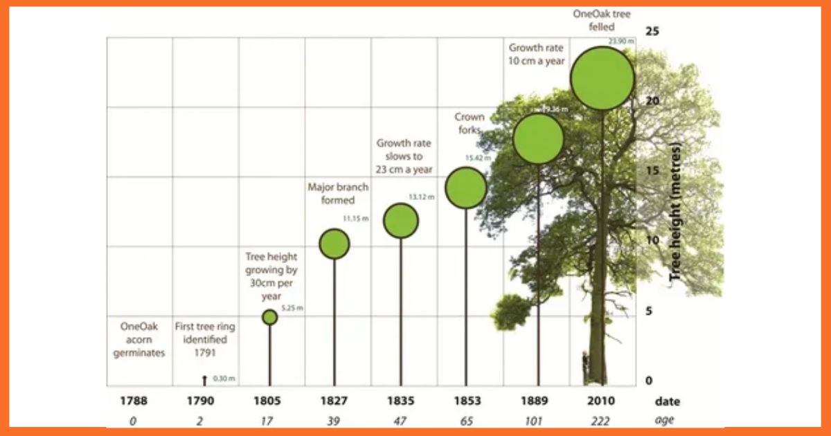 Tree Growth in One Year